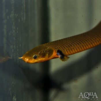 African Ropefish (Erpetoichthys calabaricus)