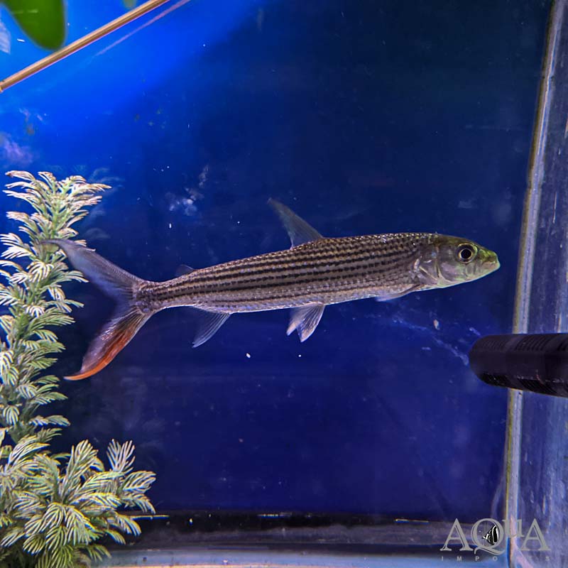 African Tiger Fish (Hydrocynus vittatus)