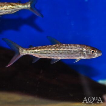 African Tiger Fish (Hydrocynus vittatus)