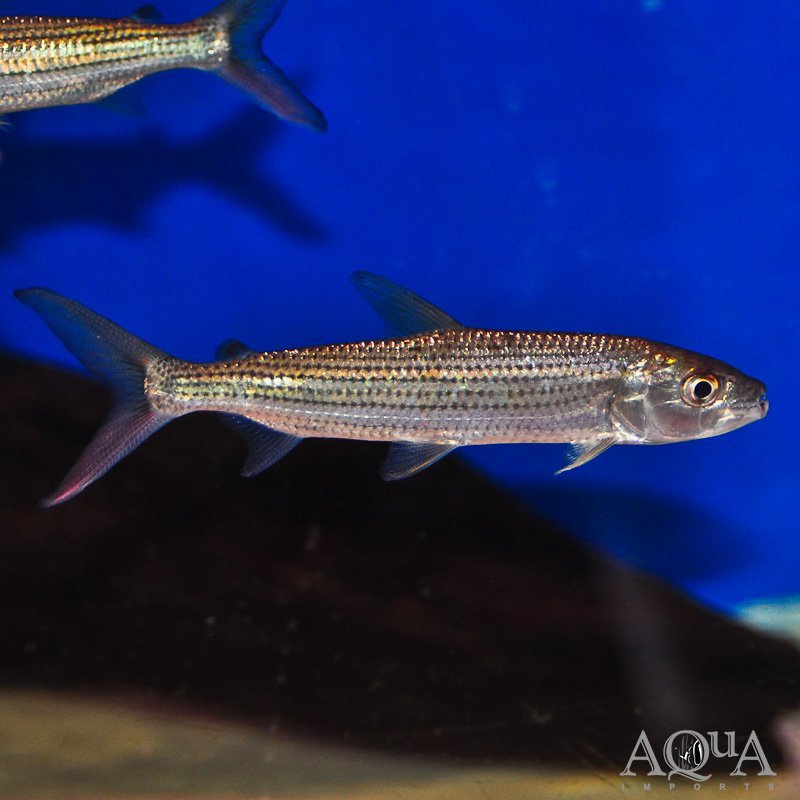 African Tiger Fish (Hydrocynus vittatus)