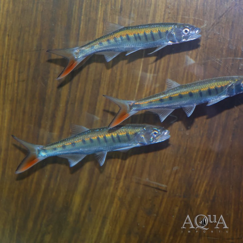 African Trout Minnow (Raiamas senegalensis)