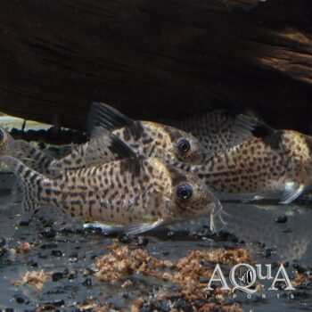 Agassizii Cory (Brochis agassizii)