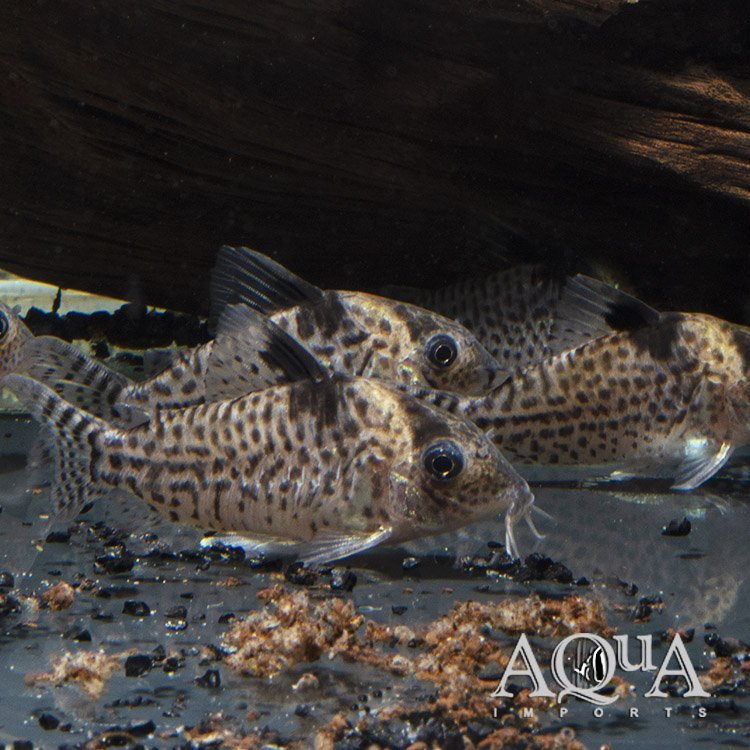Agassizii Cory (Brochis agassizii)