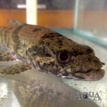 Aimara Wolf Fish (Hoplias aimara)