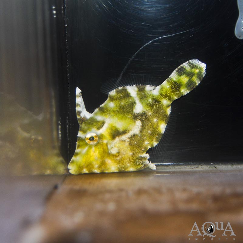 Aiptasia Eating Filefish (Acreichthys tomentosus)