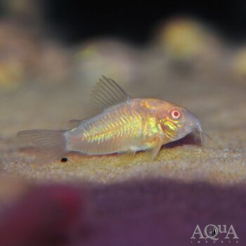 Albino Aeneus Cory (Osteogaster aeneus)