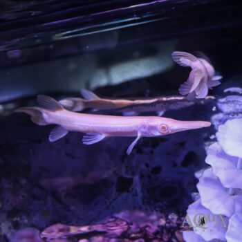 Albino Alligator Gar (Atracosteus spatula)