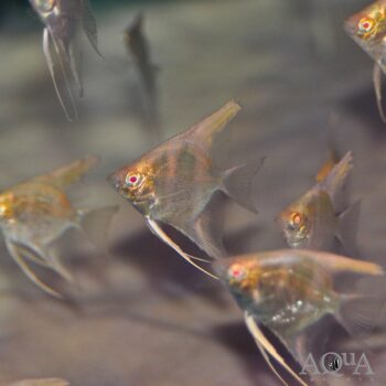 Albino Angelfish (Pterophyllum scalare)