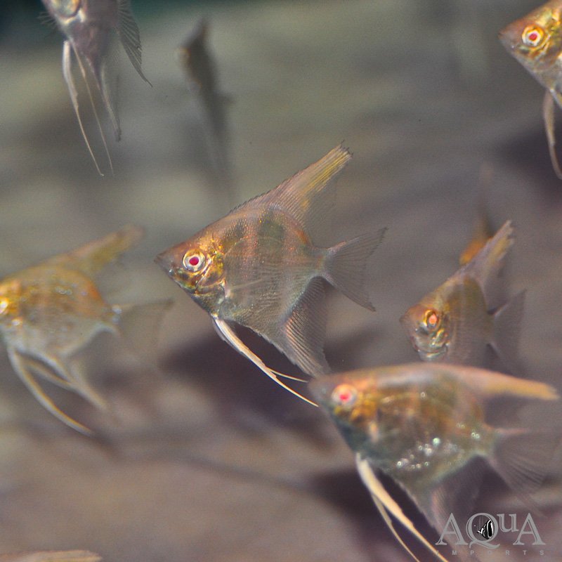Albino Angelfish (Pterophyllum scalare)