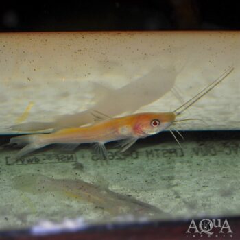 Albino Asian Redtail Catfish (Hemibagrus wyckioides)