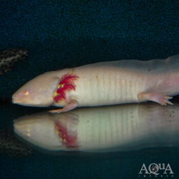 Albino Axolotl (Ambystoma mexicanum)