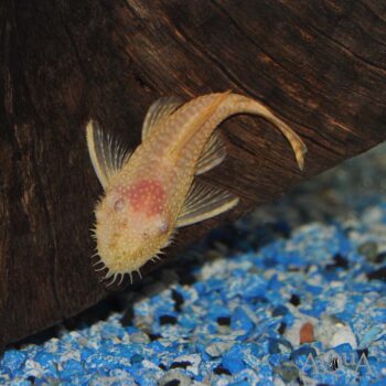 Albino Bristlenose Pleco (Ancistrus sp.)