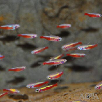 Albino Cardinal Tetra (Paracheirodon axelrodi)