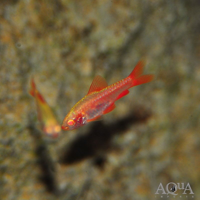 Albino Cherry Barb (Puntius titteya)