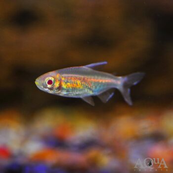 Albino Congo Tetra (Phenacogrammus interruptus)