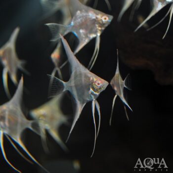 Albino Dantum Angelfish (Pterophyllum scalare)
