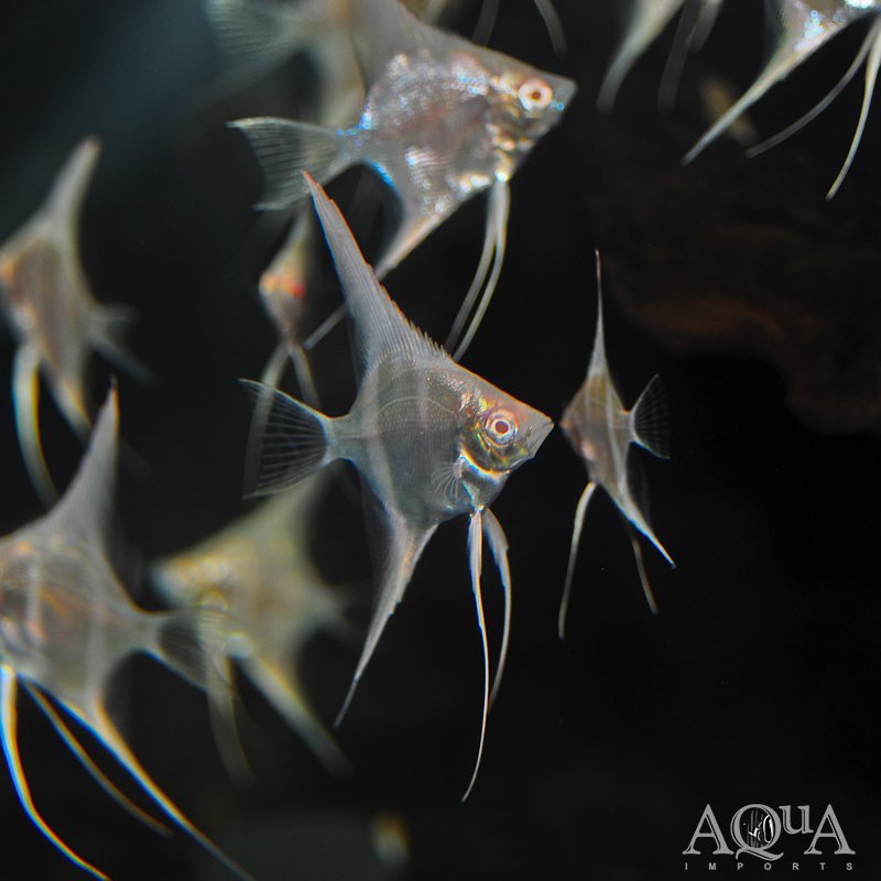 Albino Dantum Angelfish (Pterophyllum scalare)