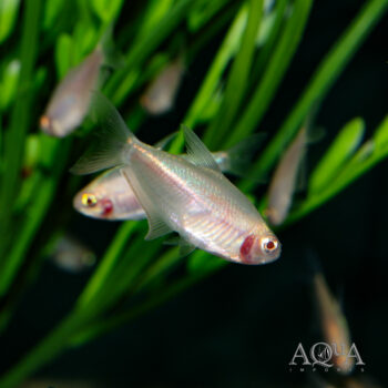 Albino Emperor Tetra (Nematobrycon palmeri)