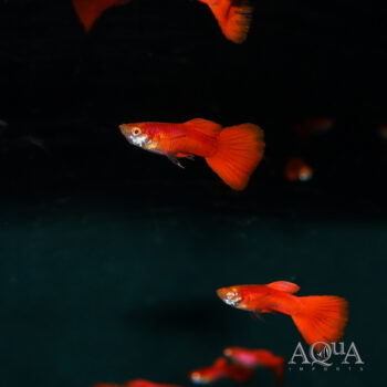 Albino Full Red Guppy (Poecilia reticulata)
