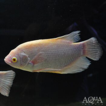 Albino Giant Gourami (Osphronemus goramy)
