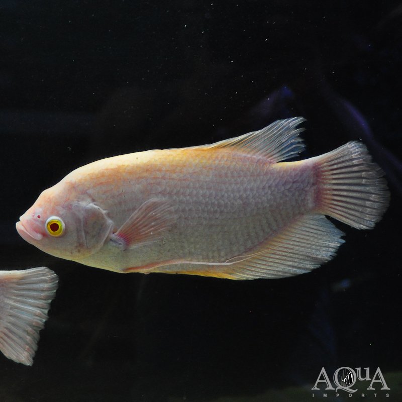 Albino Giant Gourami (Osphronemus goramy)