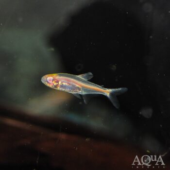 Albino Glowlight Tetra (Hemigrammus erythrozonus)