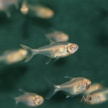 Albino Head and Tail Light Tetra (Hemigrammus ocellifer)