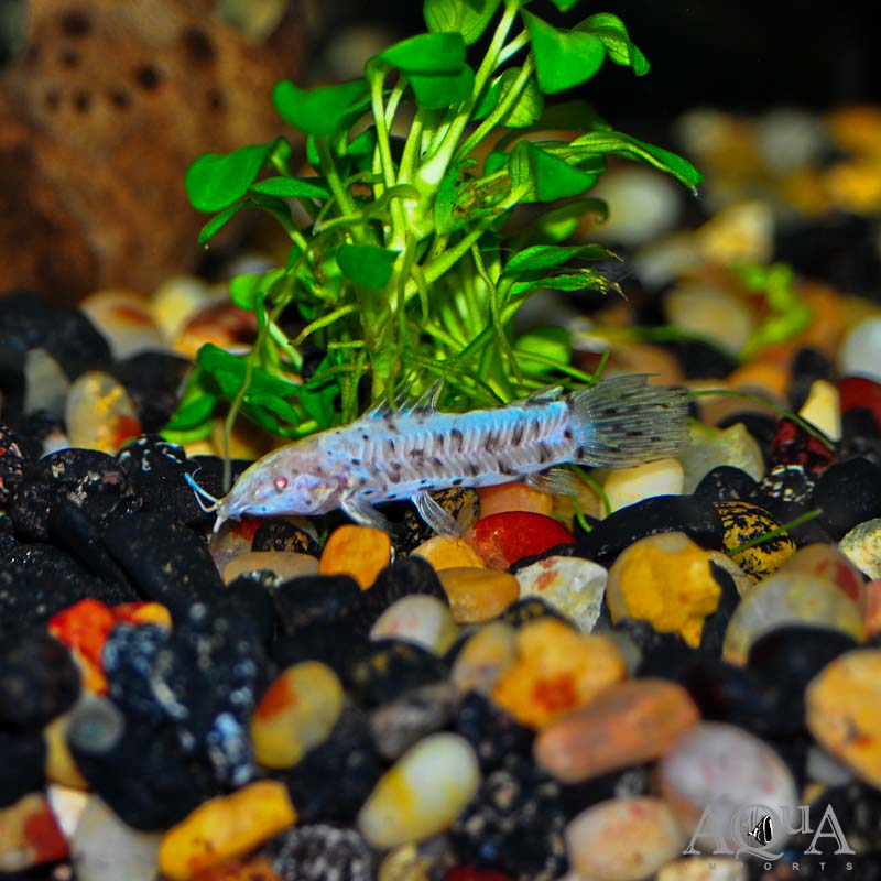 Albino Hoplo Catfish (Megalechis thoracata)
