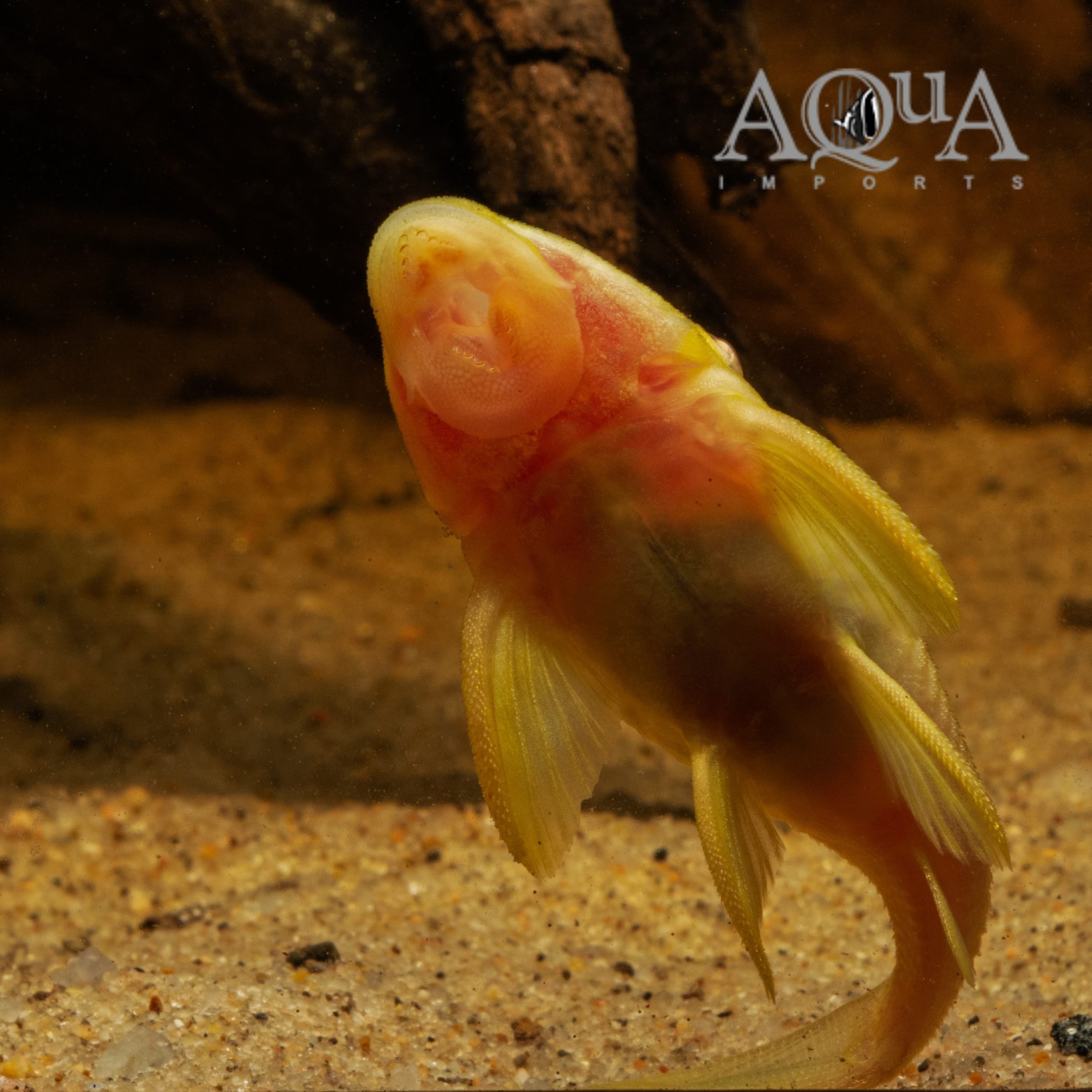 Albino L191 Dull Eye Royal Pleco (Panaque nigrolineatus)