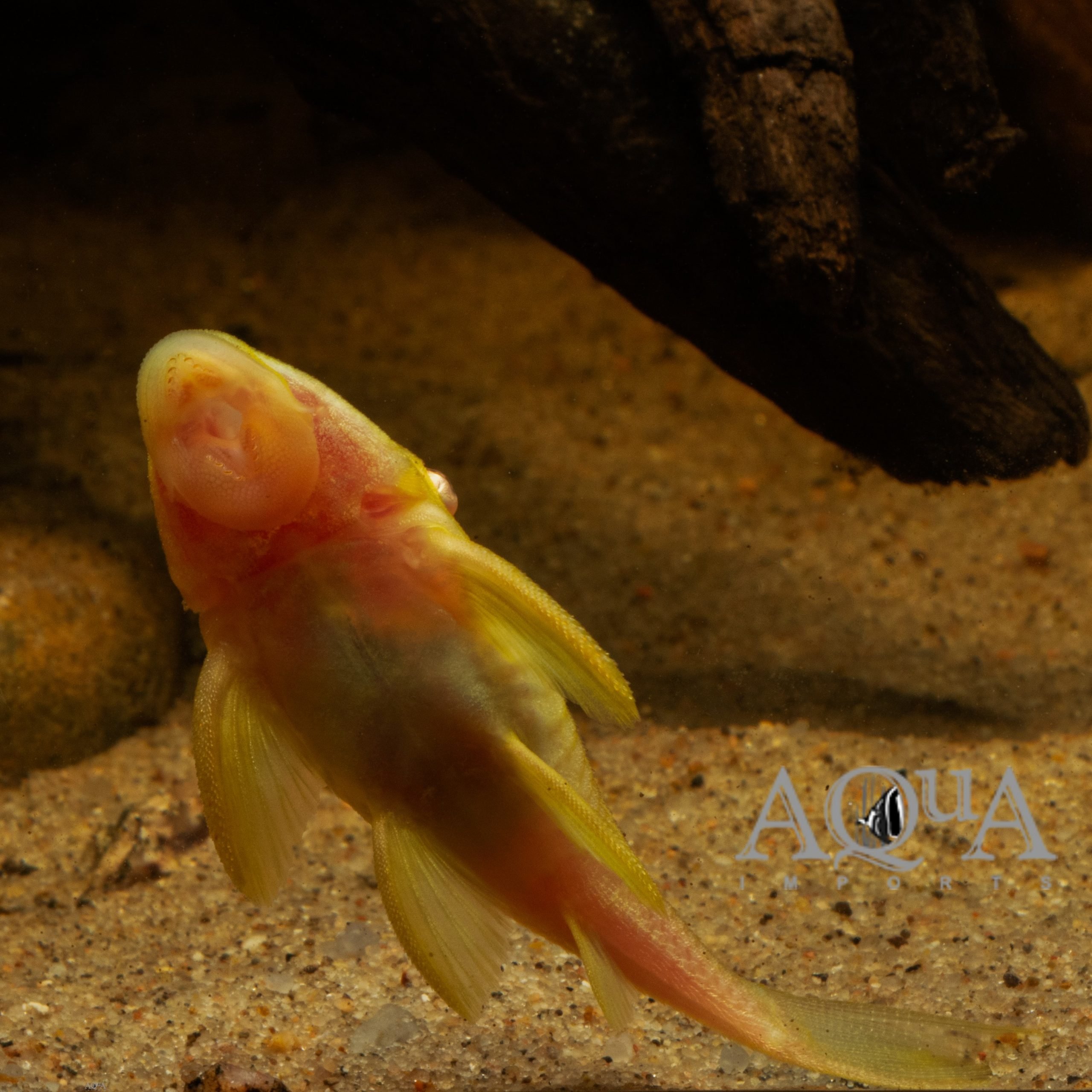 Albino L191 Dull Eye Royal Pleco (Panaque nigrolineatus)