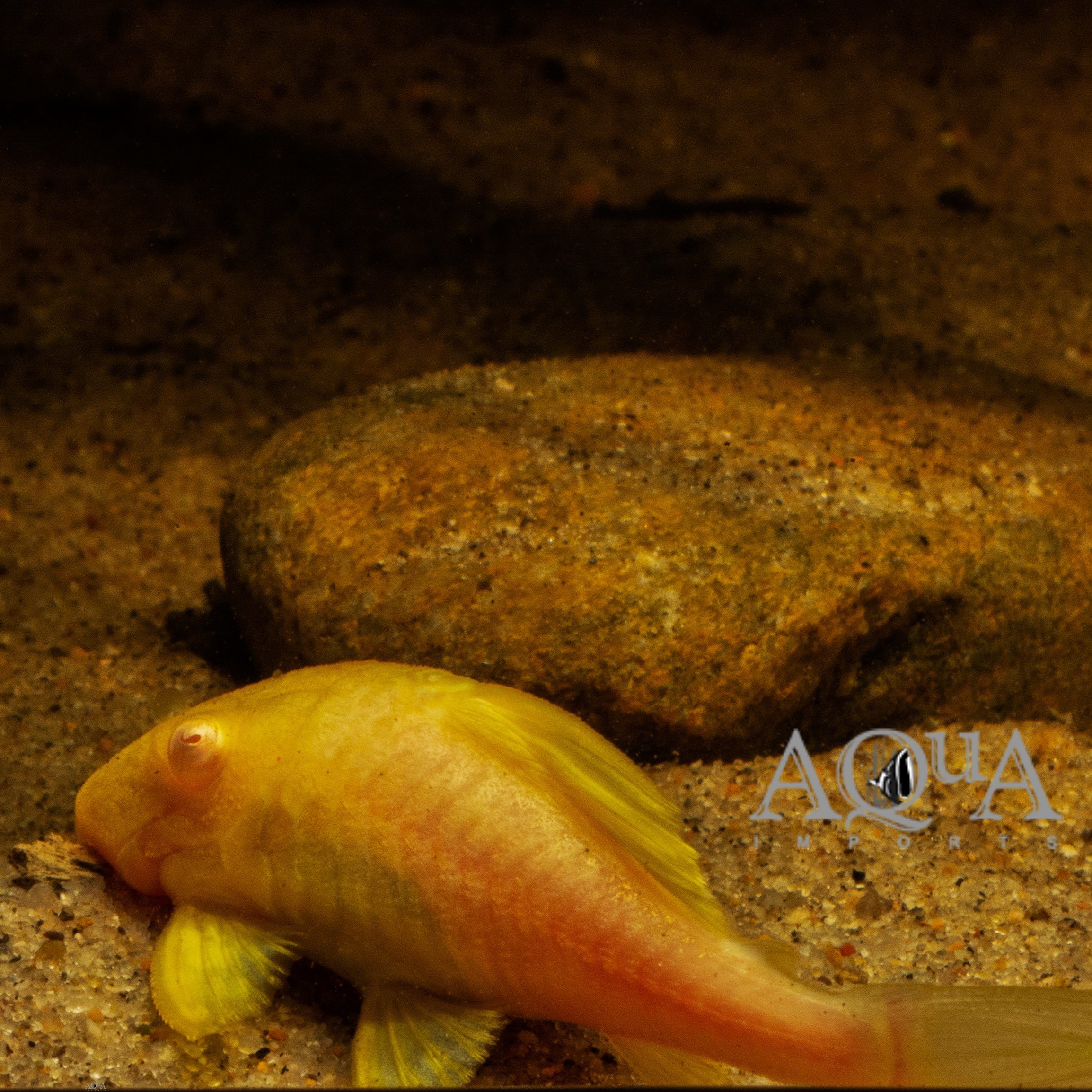 Albino L191 Dull Eye Royal Pleco (Panaque nigrolineatus)