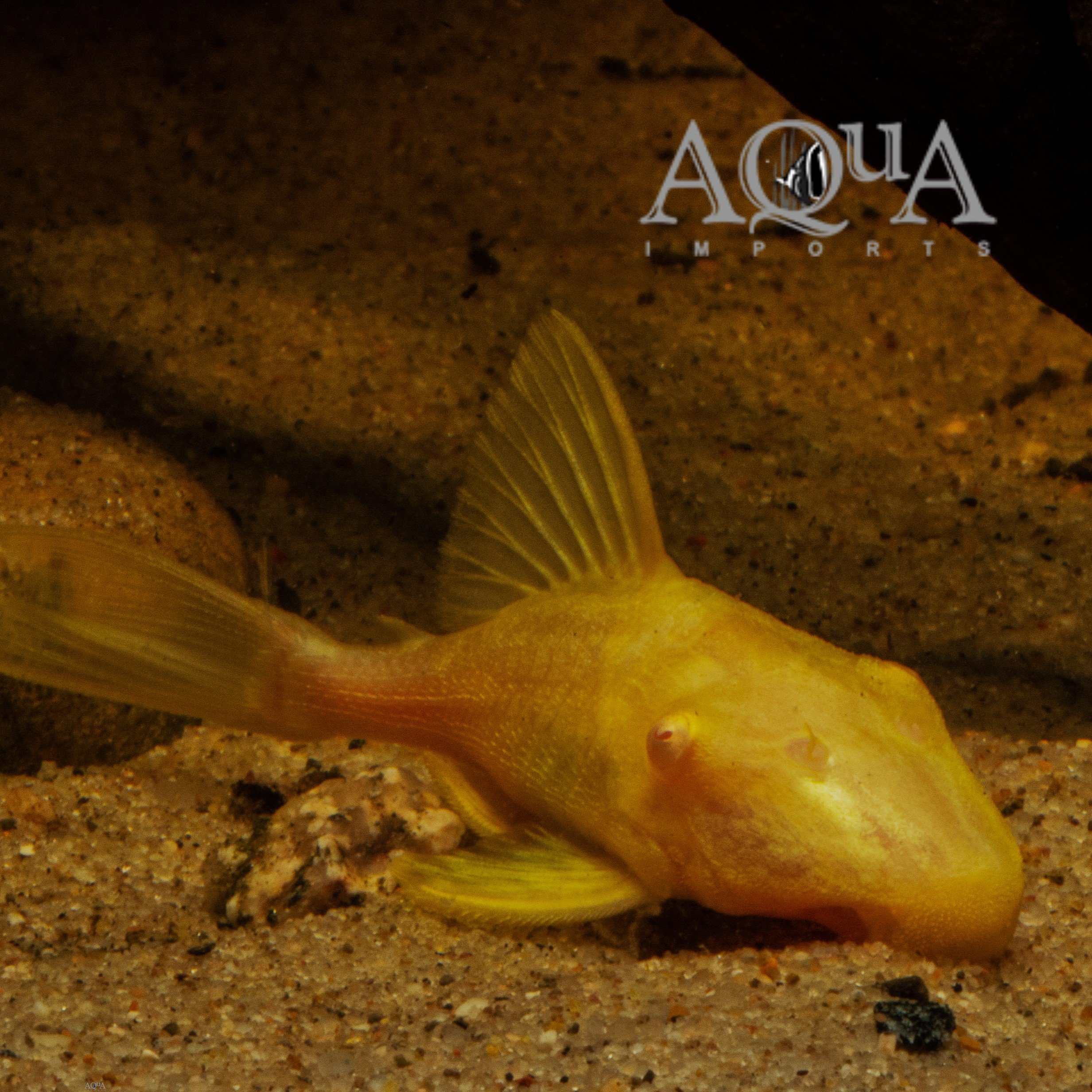 Albino L191 Dull Eye Royal Pleco (Panaque nigrolineatus)
