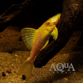 Albino L191 Dull Eye Royal Pleco (Panaque nigrolineatus)