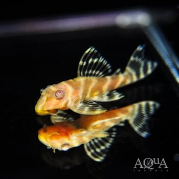 Albino L333 King Tiger Pleco (Hypancistrus sp. L333)