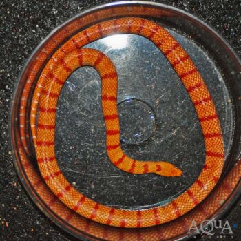 Albino Lampropeltis greeri x ruthveni
