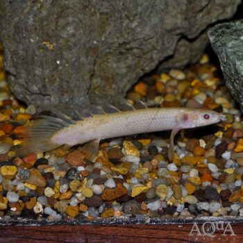 Albino Longfin Senegal Bichir (Polypterus senegalus)