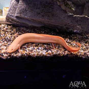 Albino Marbled Lungfish (Protopterus aethiopicus)