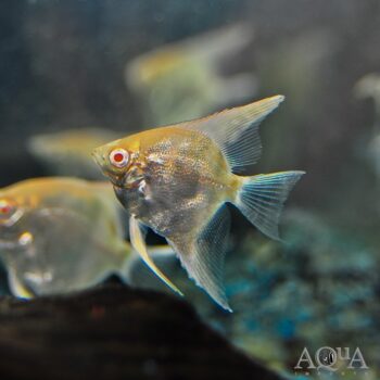 Albino "Red Head" Manacapuru Angelfish (Pterophyllum scalare)