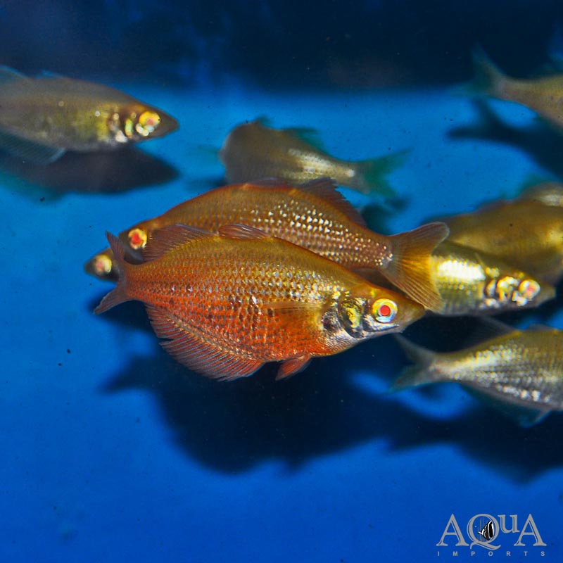 Orange Albino Millennium Rainbow (Glossolepis pseudoincisus)