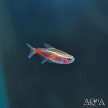 Albino Neon Tetra (Paracheirodon innesi)