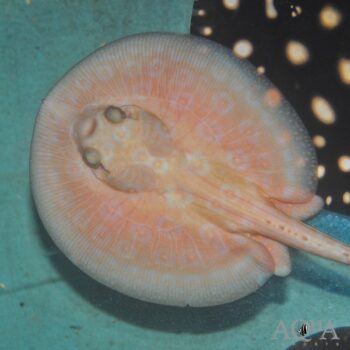 Albino Pearl Stingray (Potamotrygon jabuti)