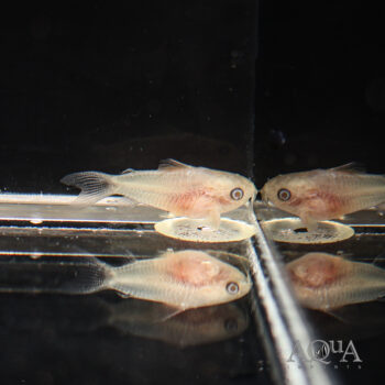 Albino Pygmy Cory (Gastrodermus pygmaeus)