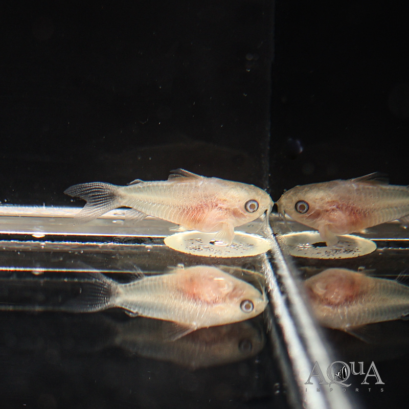 Albino Pygmy Cory (Gastrodermus pygmaeus)