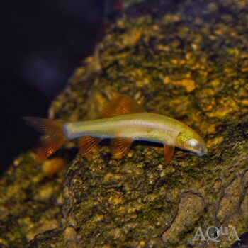 Albino Rainbow Shark (Epalzeorhynchos frenatum)