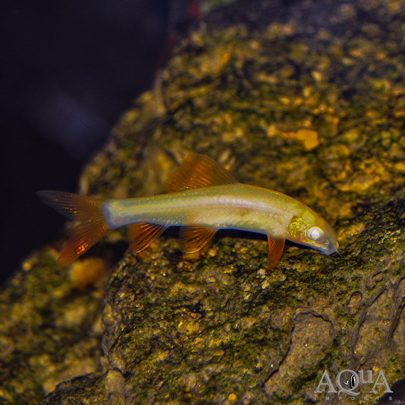 Albino Rainbow Shark (Epalzeorhynchos frenatum)