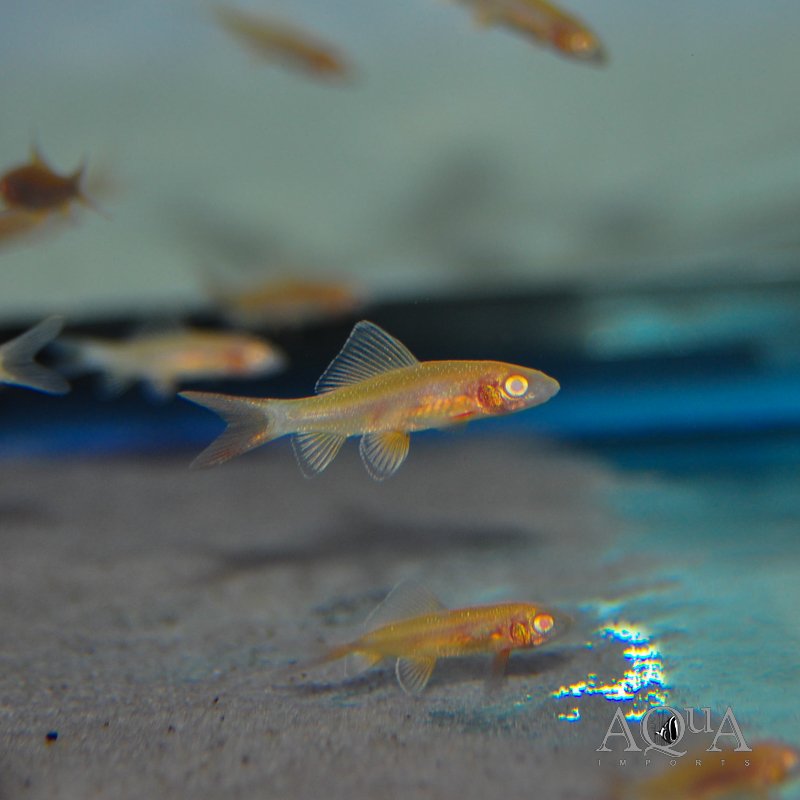 Albino Red Tail Shark (Epalzeorhynchos bicolor)