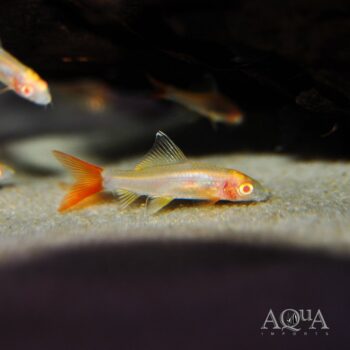 Albino Red Tail Shark (Epalzeorhynchos bicolor)
