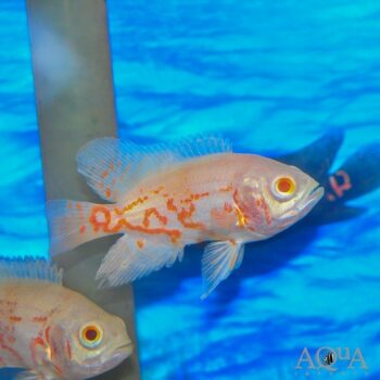 Albino Red Tiger Oscar (Astronotus ocellatus)