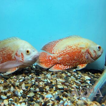 Albino Ruby Oscar (Astronotus ocellatus)