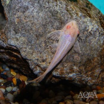 Albino Sailfin Pleco (Pterygoplichthys gibbiceps)
